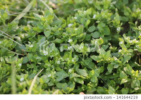 Clumps of chickweed covering the ground and white flowers Clumps of chickweed covering the ground and white flowers 141644219