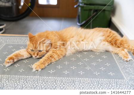 A tabby cat relaxing on the doormat. A tabby cat relaxing on the doormat. 141644277