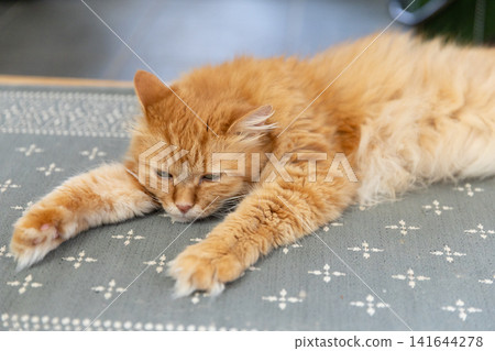 A tabby cat relaxing on the doormat. A tabby cat relaxing on the doormat. 141644278