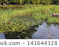 Dragonfly Pond in Kanno Park, Saga City 141644328