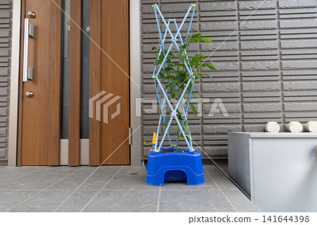 在小學用藍色花盆種植甜椒。 在小學用藍色花盆種植甜椒。 141644398