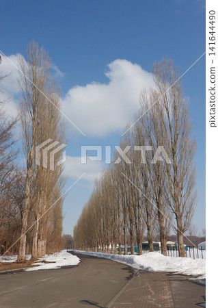 Poplar-lined street, snowmelt path, vertical composition Poplar-lined street, snowmelt path, vertical composition 141644490