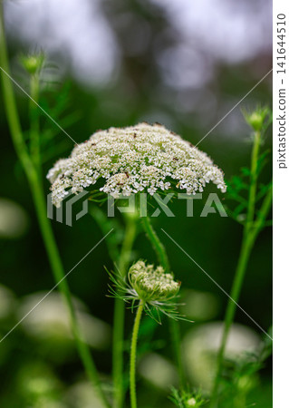 Wild carrots in full bloom Wild carrots in full bloom 141644510