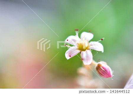 A close-up of delicate white flowers in bloom (Spring flower macro) A close-up of delicate white flowers in bloom (Spring flower macro) 141644512