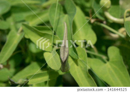 Aristolochia buds Aristolochia buds 141644525
