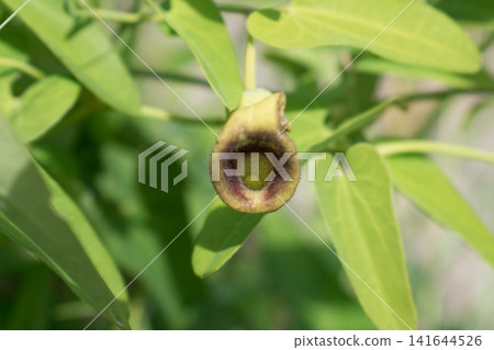 Aristolochia flowers and leaves Aristolochia flowers and leaves 141644526