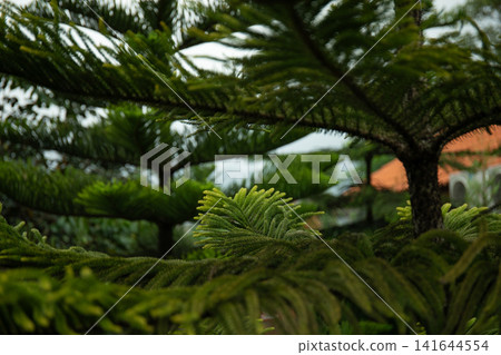 Close-up of green conifer foliage with rooftops Close-up of green conifer foliage with rooftops 141644554