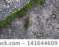 Ao-madara beetle 141644609