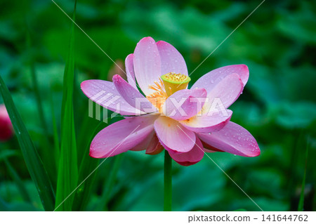 風景與蓮花 風景與蓮花 141644762