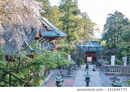 Kunozan Toshogu Shrine, Weeping Cherry Tree, Bronze Torii Gate Kunozan Toshogu Shrine, Weeping Cherry Tree, Bronze Torii Gate 141644774