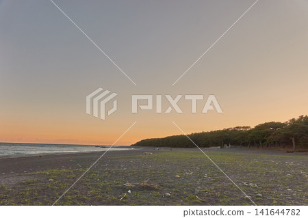 Dusk, pine forest, coast Dusk, pine forest, coast 141644782