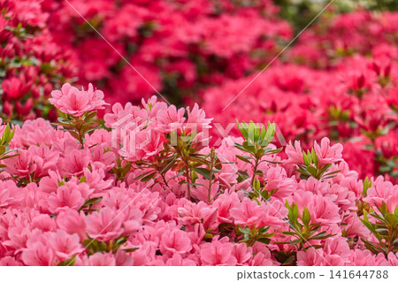 杜鵑花,粉紅色,盛開 杜鵑花,粉紅色,盛開 141644788