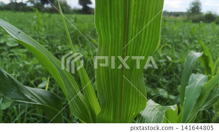 corn plants in growth at vegetable garden corn plants in growth at vegetable garden 141644805