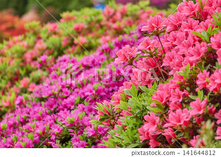 杜鵑花,紫紅色,盛開 杜鵑花,紫紅色,盛開 141644812