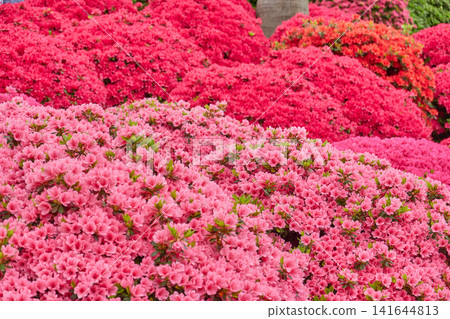 修剪過的杜鵑花,正值盛花期 修剪過的杜鵑花,正值盛花期 141644813