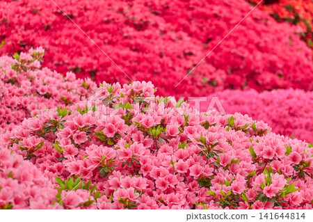 Azaleas, pink, crimson Azaleas, pink, crimson 141644814