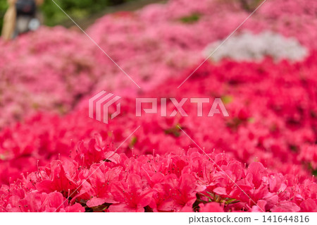 杜鵑花，深紅色，盛開 141644816