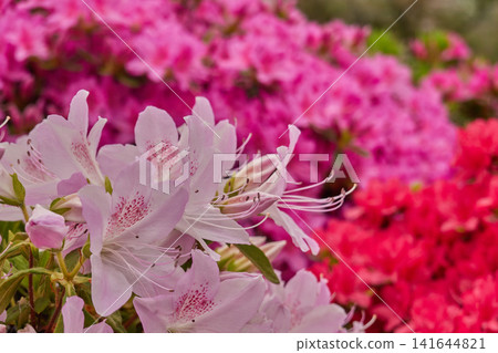 杜鵑花,淺粉紅色,帶一點紅色。 杜鵑花,淺粉紅色,帶一點紅色。 141644821