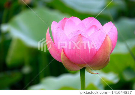 風景與蓮花 風景與蓮花 141644837