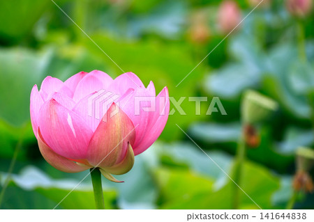 風景與蓮花 風景與蓮花 141644838