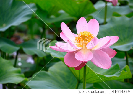 Landscape with lotus flowers Landscape with lotus flowers 141644839