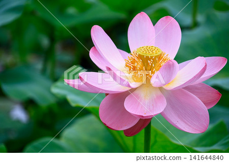 風景與蓮花 風景與蓮花 141644840