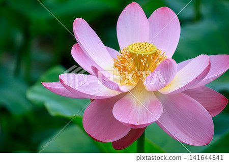 風景與蓮花 風景與蓮花 141644841