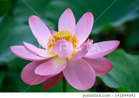 風景與蓮花 風景與蓮花 141644842