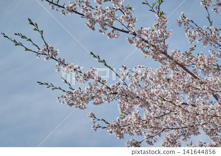 Cherry blossoms, looking up at the blue sky Cherry blossoms, looking up at the blue sky 141644856