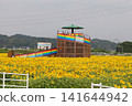 Ohto Sakura Kaido Flower Park 141644942