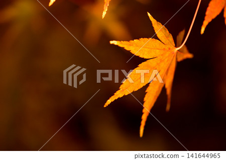 A single orange maple leaf floating in the darkness (Autumn leaves at night in Kyoto) A single orange maple leaf floating in the darkness (Autumn leaves at night in Kyoto) 141644965