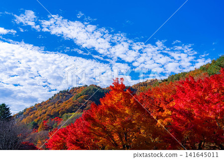 【秋葉美景】藍天下的紅葉湖【長野縣】 【秋葉美景】藍天下的紅葉湖【長野縣】 141645011