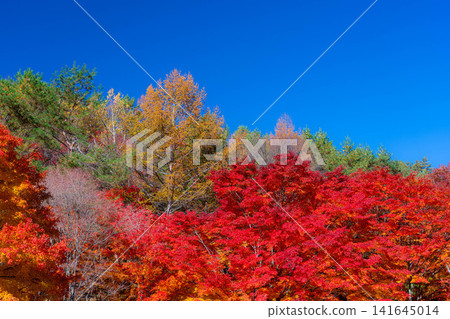 [Autumn foliage image] Autumn leaves at Lake Momiji under a blue sky [Nagano Prefecture] 141645014