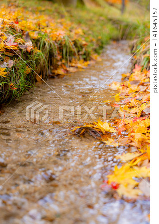 [Autumn foliage image] Autumn maple leaves by a stream in Momiji Lake [Nagano Prefecture] 141645152