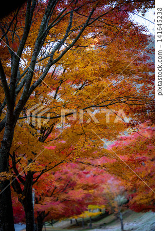[Autumn foliage material] Autumn leaves of maple trees at Momiji Lake [Nagano Prefecture] 141645238