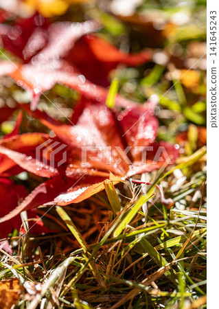 [Autumn foliage material] Autumn leaves of maple trees at Momiji Lake [Nagano Prefecture] 141645243