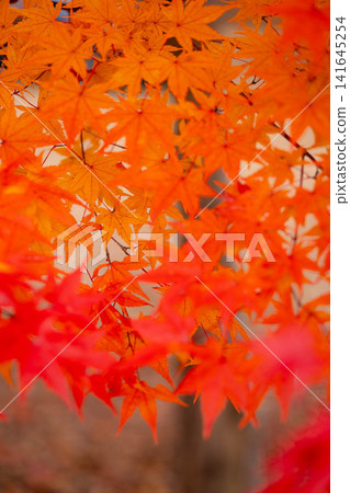 [Autumn foliage material] Autumn leaves of maple trees at Momiji Lake [Nagano Prefecture] 141645254