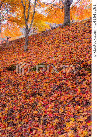 [Autumn foliage material] Autumn leaves of maple trees at Momiji Lake [Nagano Prefecture] 141645261