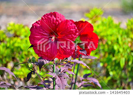 紅色 titanbicus 花 紅色 titanbicus 花 141645403