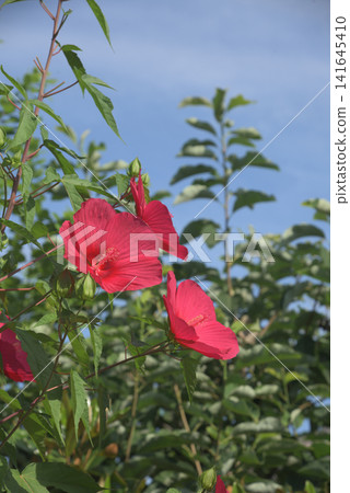Red Titan Hibiscus blooming in Nagoya's Meijo Park Red Titan Hibiscus blooming in Nagoya's Meijo Park 141645410