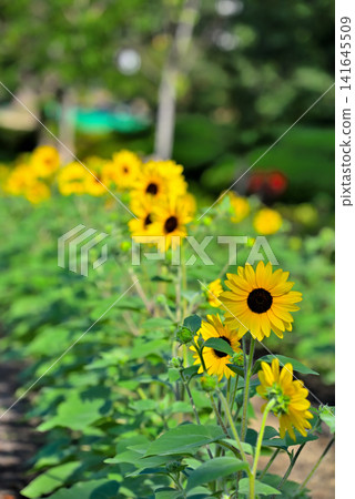 Sunflowers blooming in Meijo Park, Nagoya City, Aichi Prefecture Sunflowers blooming in Meijo Park, Nagoya City, Aichi Prefecture 141645509