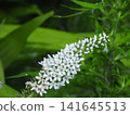 white loosestrife 141645513