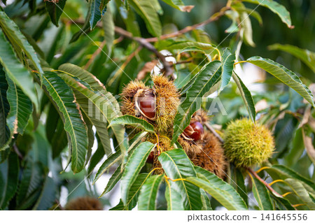 [Autumn material] Chestnuts growing on trees [Nagano Prefecture] 141645556