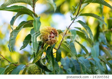 [Autumn material] Chestnuts growing on trees [Nagano Prefecture] 141645562