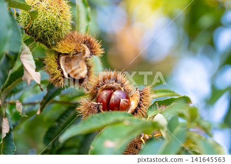 [Autumn material] Chestnuts growing on trees [Nagano Prefecture] 141645563