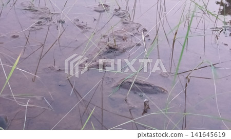 Grass Blades Growing Through Shallow Water Grass Blades Growing Through Shallow Water 141645619