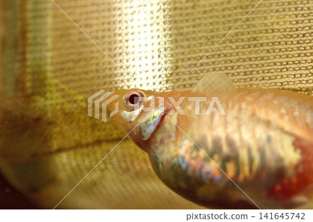 Close-up of tropical fish swimming in a fish tank (aquarium) Close-up of tropical fish swimming in a fish tank (aquarium) 141645742