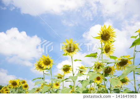 A sunflower blooming towards the sky A sunflower blooming towards the sky 141645903
