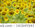 Sunflower field in full bloom 141645943