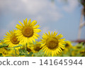 Sunflower blooming towards the sun 141645944